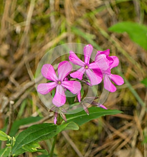 Bouncing Bet Ã¢â¬â Saponaria officinalis